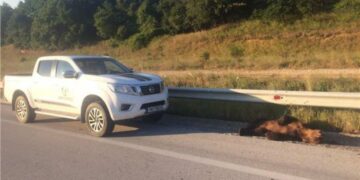 ΤΡΟΧΑΙΟ αρκουδα
