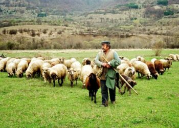 κτηνοτροφια προβατα