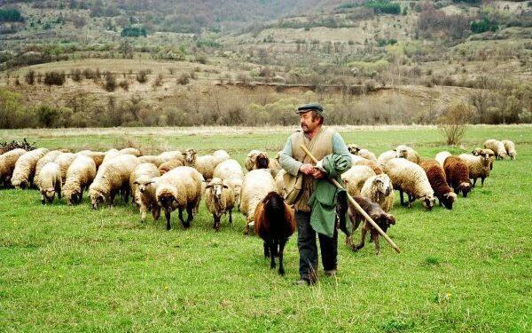 κτηνοτροφια προβατα