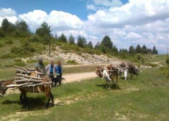 Δέντρα ξύλα μουλάρια