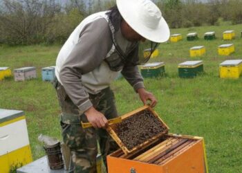 μελισσοκομια