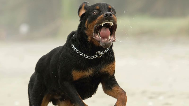 are rottweilers jealous dogs