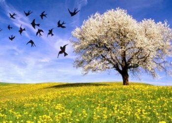 ΑΝΟΙΞΗ ΛΟΥΛΟΥΔΙΑ