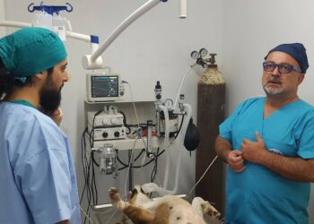 ΣΤΕΙΡΩΣΗ ΣΚΥΛΙΑ