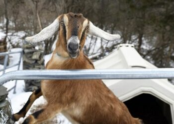 ΚΑΤΣΙΚΕΣ, ΖΩΑ, ΓΑΛΑ