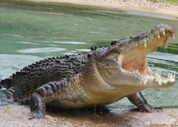κροκοδειλος
