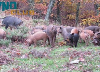 αγριογουρουνα