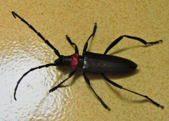 Aromia Bungii commons