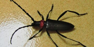 Aromia Bungii commons