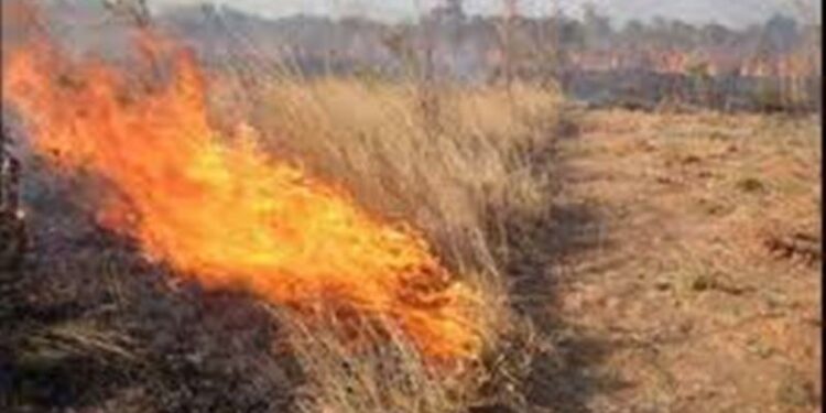 ΦΩΤΙΑ, ΚΑΛΑΜΙΕΣ