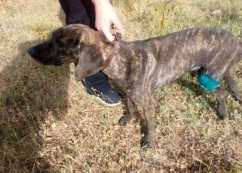 Φιλοζωικός Σύλλογος Σιάτιστας «Η ευθύνη» - Ζητείται οικονομική βοήθεια