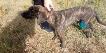 Φιλοζωικός Σύλλογος Σιάτιστας «Η ευθύνη» - Ζητείται οικονομική βοήθεια