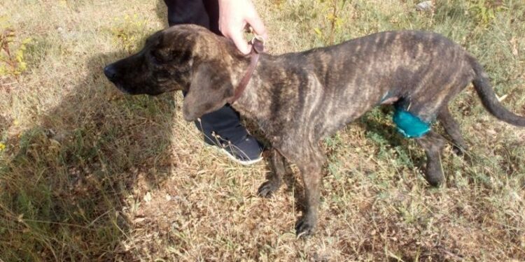 Φιλοζωικός Σύλλογος Σιάτιστας «Η ευθύνη» - Ζητείται οικονομική βοήθεια