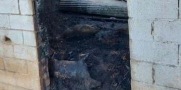 Πυρκαγιά κατέστρεψε κτηνοτροφική μονάδα