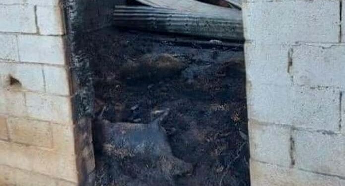 Πυρκαγιά κατέστρεψε κτηνοτροφική μονάδα