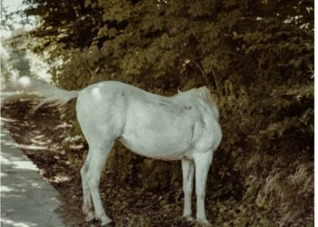 Το 51ο τεύχος του Together Free Press κυκλοφορεί!