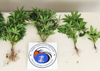 Συνελήφθη 51χρονος σε περιοχή της Πτολεμαΐδας για καλλιέργεια δενδρυλλίων κάνναβης