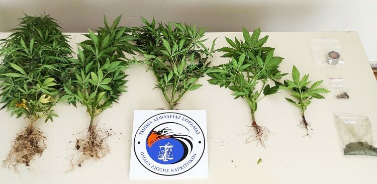 Συνελήφθη 51χρονος σε περιοχή της Πτολεμαΐδας για καλλιέργεια δενδρυλλίων κάνναβης