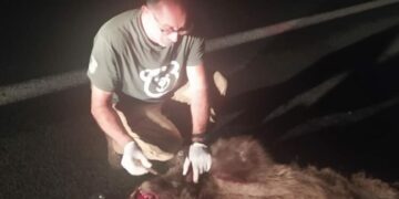 Τροχαίο αρκούδα