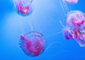 μωβ μέδουσες