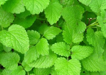 μελισσόχορτο