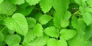 μελισσόχορτο