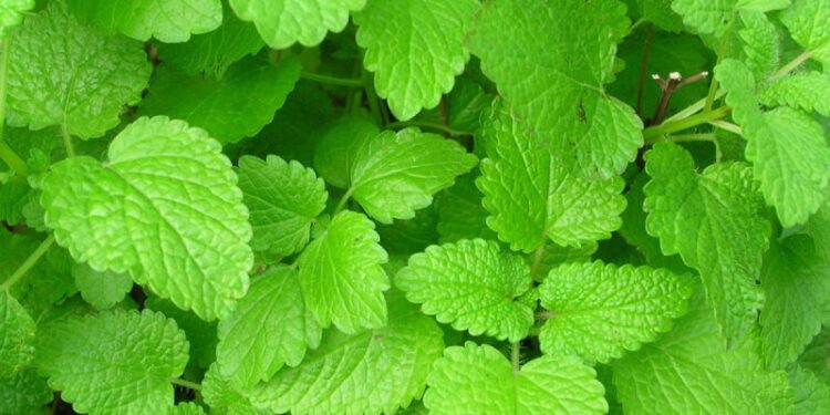 μελισσόχορτο