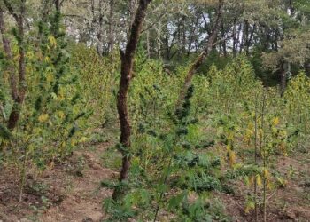 φυτεία δενδρυλλίων κάνναβης