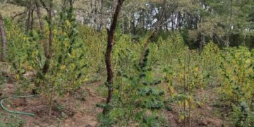 φυτεία δενδρυλλίων κάνναβης