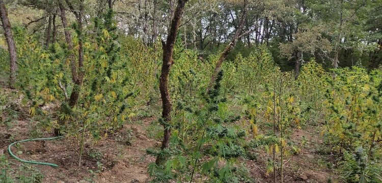 φυτεία δενδρυλλίων κάνναβης