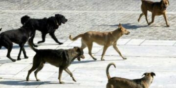 σκυλος, αδεσποτα