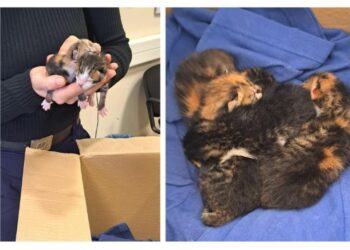 ΓΑΤΑΚΙΑ, ΣΚΟΥΠΙΔΙΑ