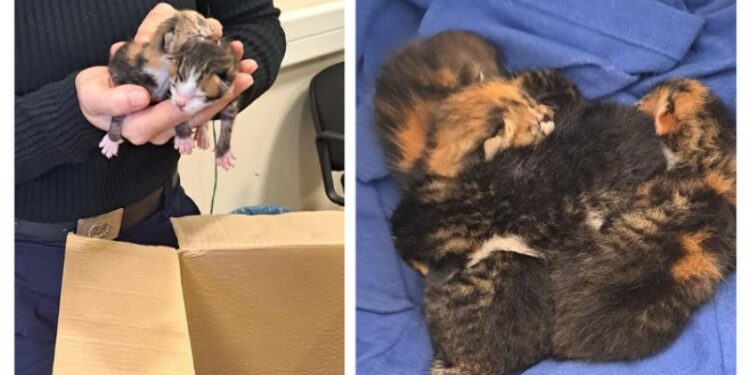 ΓΑΤΑΚΙΑ, ΣΚΟΥΠΙΔΙΑ