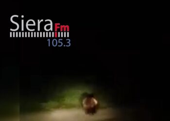 Νυχτερινή βόλτα για αρκούδα στο Βόιο. Βίντεο