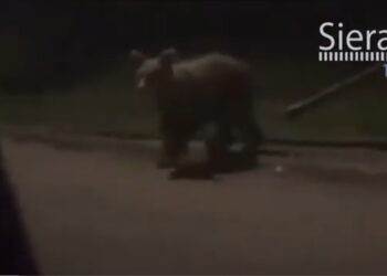 Δυο αρκούδες μέσα στη Νεάπολη. Βίντεο