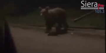 Δυο αρκούδες μέσα στη Νεάπολη. Βίντεο