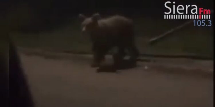 Δυο αρκούδες μέσα στη Νεάπολη. Βίντεο