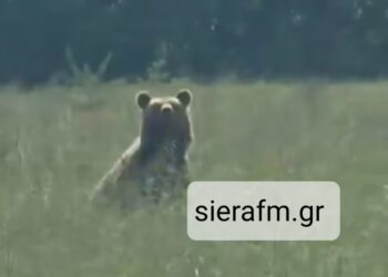 Της Αρκούδας γίνεται στο Βόιο.  Βίντεο