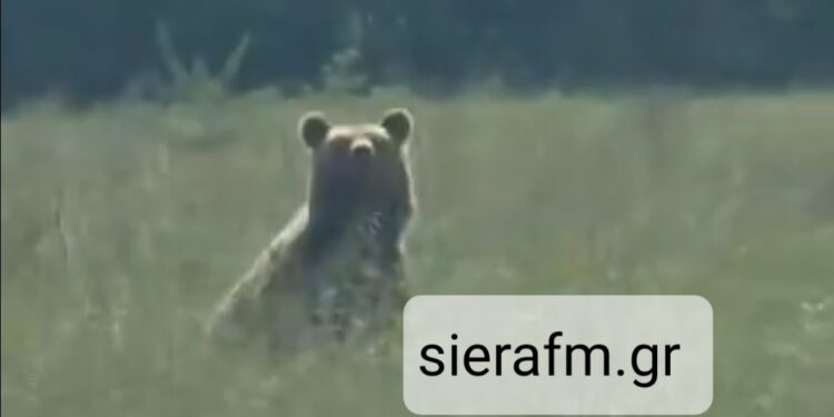Της Αρκούδας γίνεται στο Βόιο.  Βίντεο