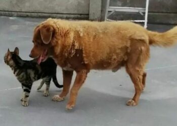 σκυλος γατα
