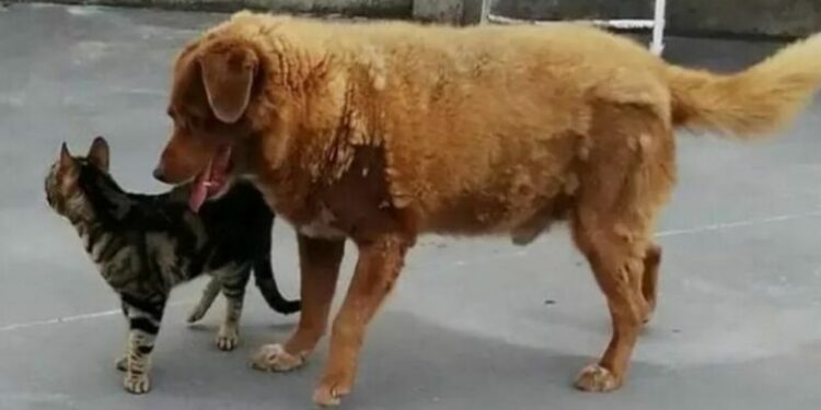 σκυλος γατα