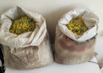 Καστοριά: Ρημάζουν τα βουνά για να μαζέψουν το φυτό Πρίμουλα. Τρεις συλλήψεις αλλοδαπών