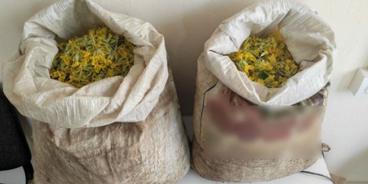 Καστοριά: Ρημάζουν τα βουνά για να μαζέψουν το φυτό Πρίμουλα. Τρεις συλλήψεις αλλοδαπών