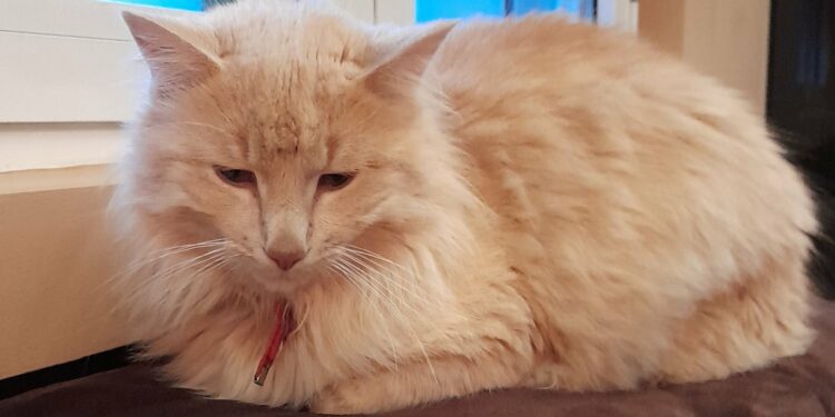 Σιάτιστα: Χάθηκε ο εικονιζόμενος γάτος