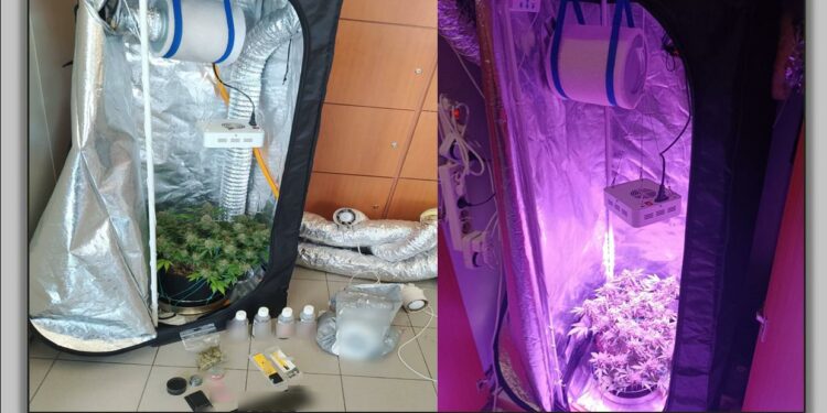 Φλώρινα: Συνελήφθη 22χρονος ημεδαπός για καλλιέργεια δενδρυλλίου κάνναβης και κατοχή ναρκωτικών