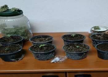 Φλώρινα: Καλλιεργούσε σε γλάστρες κάνναβη