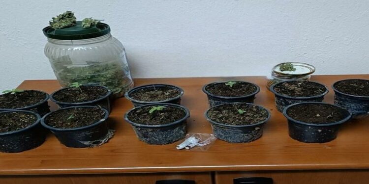 Φλώρινα: Καλλιεργούσε σε γλάστρες κάνναβη