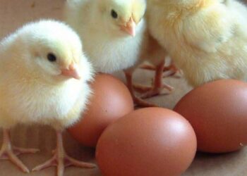 αυγο, κοτοπουλακι