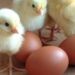 αυγο, κοτοπουλακι