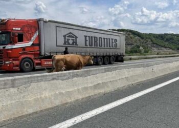 ΑΓΕΛΑΔΑ, ΕΓΝΑΤΙΑ